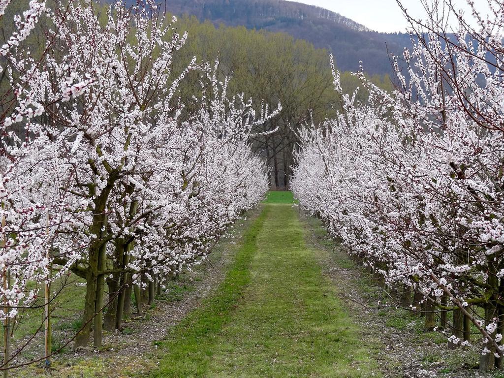 Landhaus Wachau Aggsbach エクステリア 写真